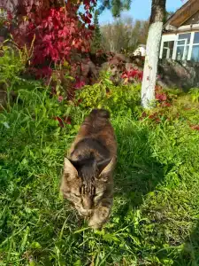 Березовка - 62