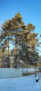 Шап - 41