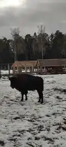 Каменюки - 65