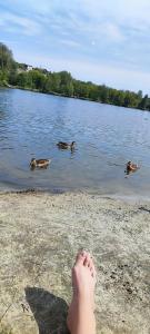 Монахов пруд - 91