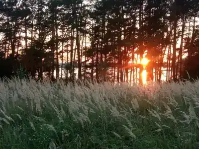 Смородина - 7