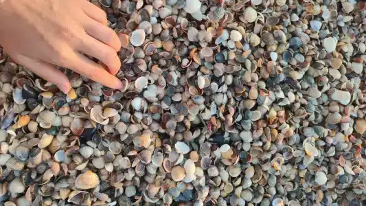 Азов Бриз - 42