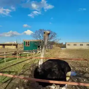 Страусиная ферма Экзотик - 8