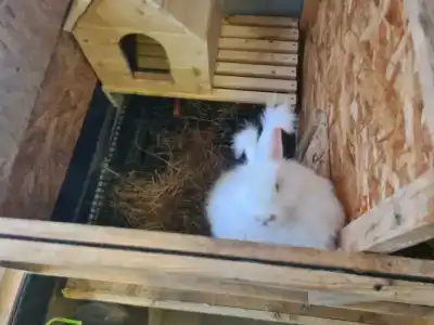 Кроличья нора - 82