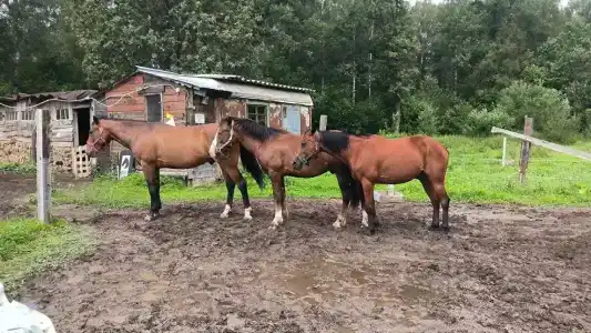 Бородино - 48