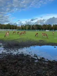 Черные камни - 37