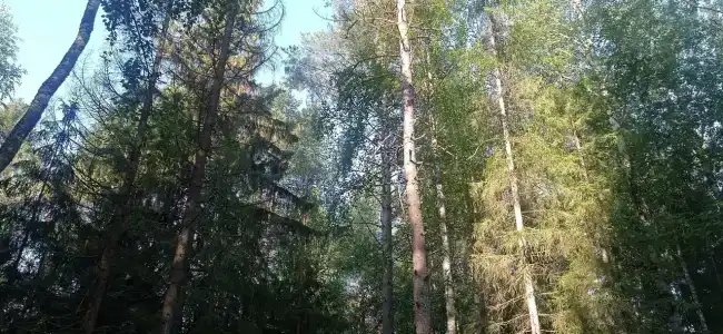 Лесной Дом - 12