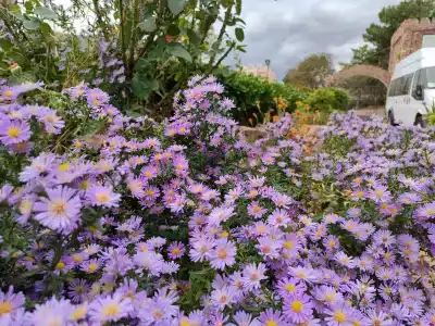 Маджестик - 30