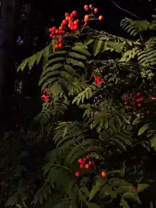Шуя Новгу - 33