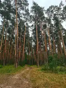 Сосны - 65