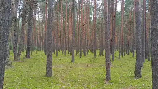 Белые бугры - 40