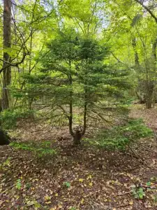 Лопотово - 43