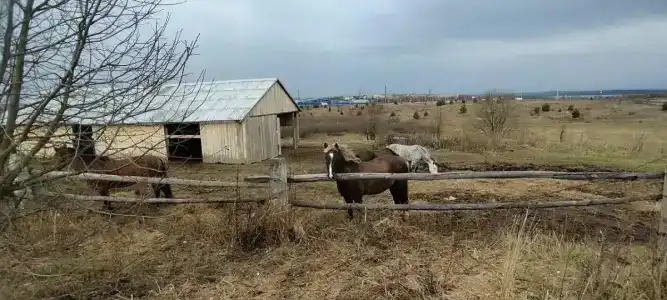 Конная база в Михайловском - 15