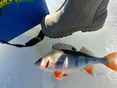 Утро на заводи - 40