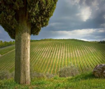 Querceto Di Castellina - 27