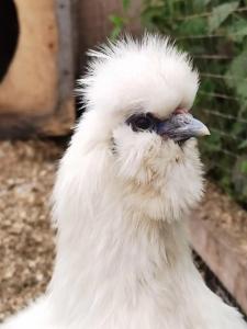 Мурманская страусиная ферма - 73