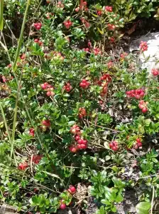 Мантиансаари - 21