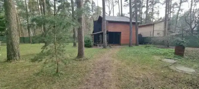 в Сосновом бору - 1