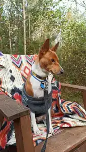 BOHO CAMP - 12