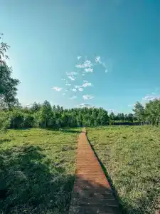 В Поле - 31
