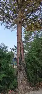 Магистраль - 58