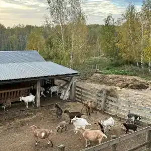 ЯсноПоле - 11