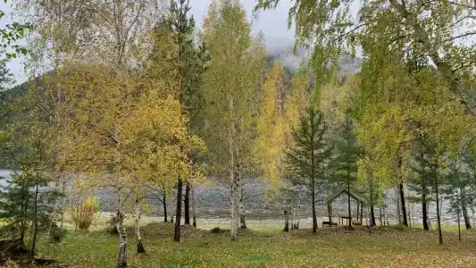 Кибик - 40