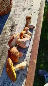 Мантиансаари - 60