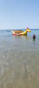 Гвоздика - 6