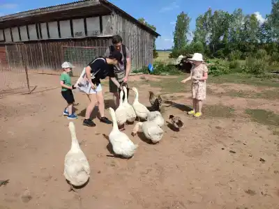 Львиный страус - 21