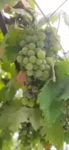АКВА-АНАПА - 11