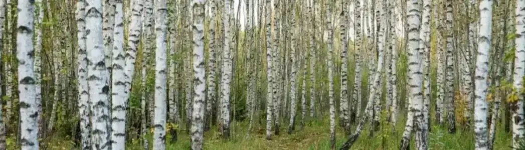 Виллы Близнецы в арт-парке Никола и Ленивец - 25
