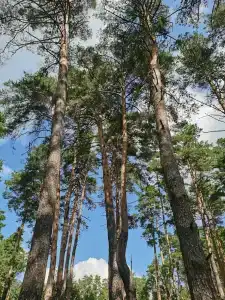 Сосны - 86