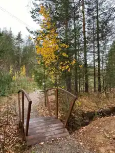 Лесотерапия - 40
