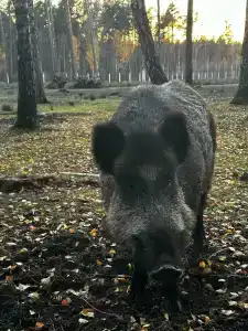 Каменюки - 55