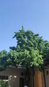 Гульнара - 14