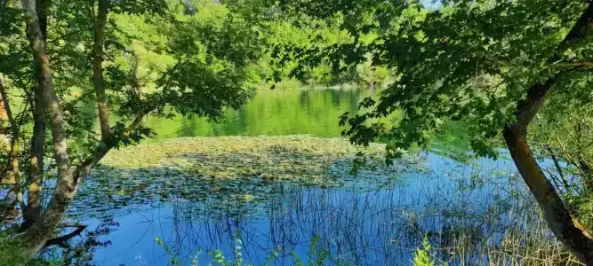 Родное - 15