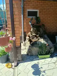 Голуби - 11