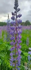 Сокольский Бор - 7