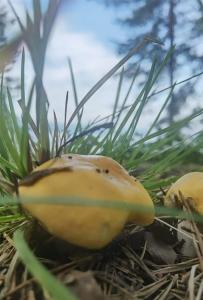 Бурдугуз - 89