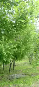Звёздный - 12