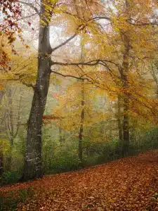 Тихий Лес - 9