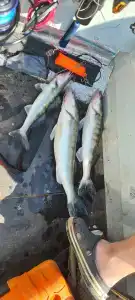 Квартет 3077 - 43