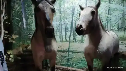 Каменюки - 46