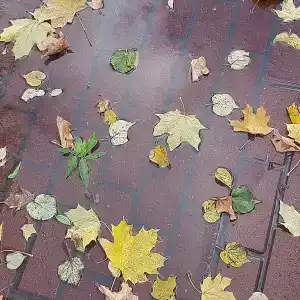 Красный Бор - 82