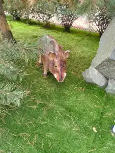 Сокольники - 9