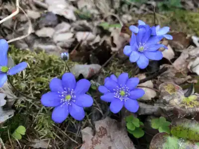 Вареновка - 20