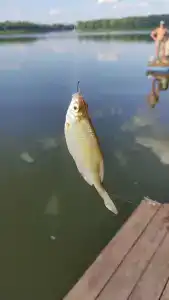 ГринЛандия - 57