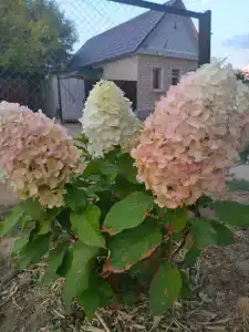 ФораФиш - 6