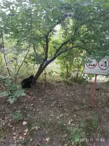 Бодрость - 95